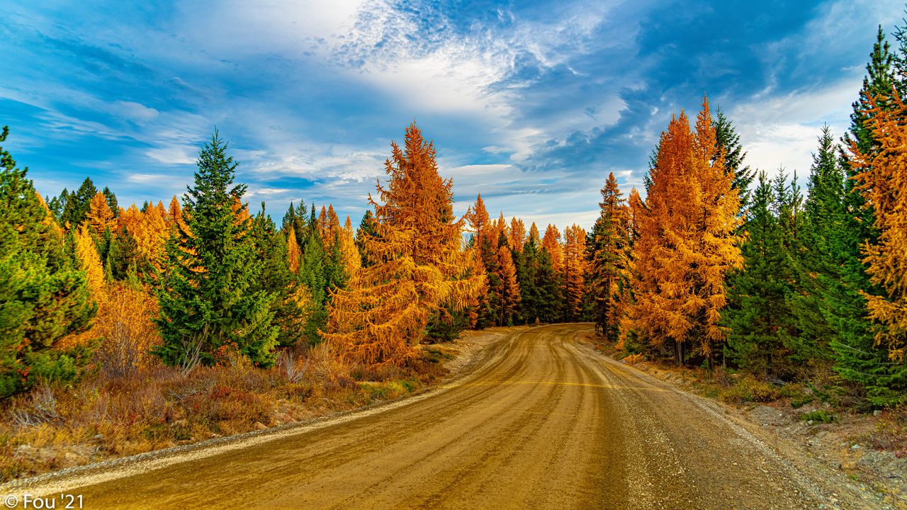 Обои лес, деревья, осень, дорога, природа