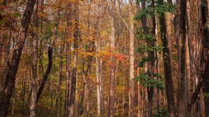 Превью обои лес, деревья, осень, опавшая листва, природа, прогулка