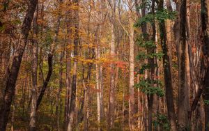Превью обои лес, деревья, осень, опавшая листва, природа, прогулка
