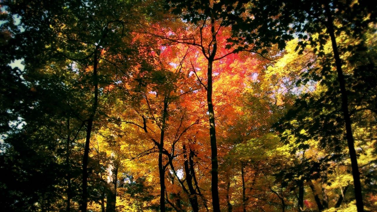 Обои лес, деревья, осень, кроны, цвета, желтый, красный, зеленый