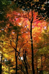 Превью обои лес, деревья, осень, кроны, цвета, желтый, красный, зеленый