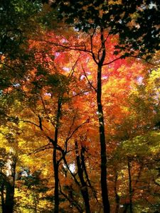 Превью обои лес, деревья, осень, кроны, цвета, желтый, красный, зеленый