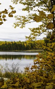 Превью обои лес, деревья, осень, река, листья, небо