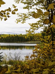 Превью обои лес, деревья, осень, река, листья, небо