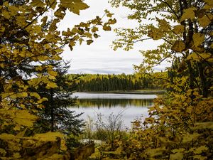 Превью обои лес, деревья, осень, река, листья, небо