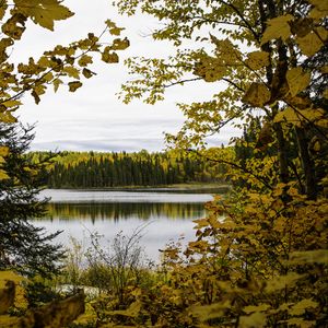 Превью обои лес, деревья, осень, река, листья, небо