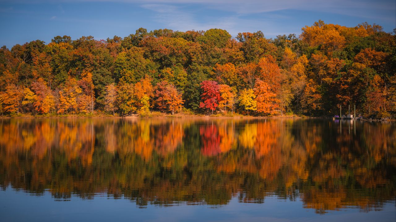 Обои лес, деревья, отражение, осень, река