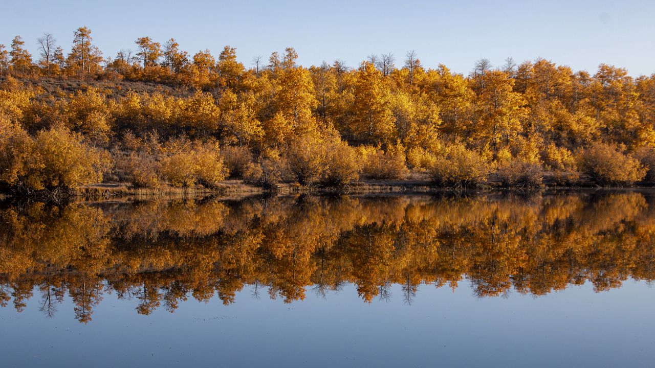 Обои лес, деревья, отражение, осень, озеро