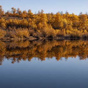 Превью обои лес, деревья, отражение, осень, озеро