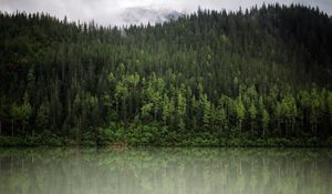 Превью обои лес, деревья, отражение, река, природа, пейзаж, облака