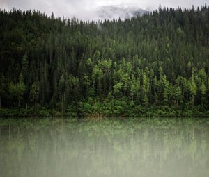 Превью обои лес, деревья, отражение, река, природа, пейзаж, облака