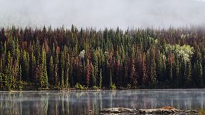 Превью обои лес, деревья, озеро, отражение, гора, туман