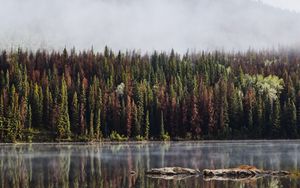 Превью обои лес, деревья, озеро, отражение, гора, туман