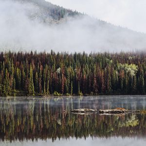 Превью обои лес, деревья, озеро, отражение, гора, туман