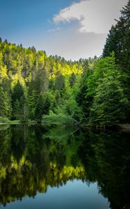 Превью обои лес, деревья, озеро, отражение, пейзаж