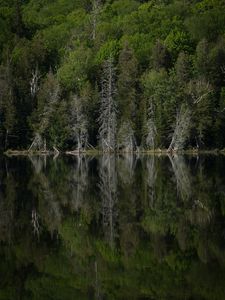 Превью обои лес, деревья, озеро, отражение, пейзаж, зеленый