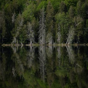 Превью обои лес, деревья, озеро, отражение, пейзаж, зеленый