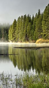 Превью обои лес, деревья, озеро, отражение, природа, пейзаж, зеленый