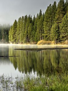 Превью обои лес, деревья, озеро, отражение, природа, пейзаж, зеленый