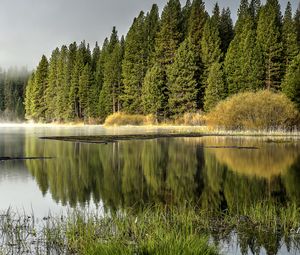 Превью обои лес, деревья, озеро, отражение, природа, пейзаж, зеленый