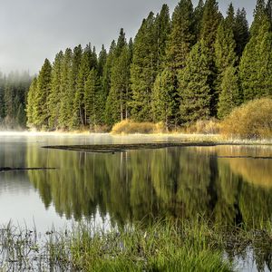 Превью обои лес, деревья, озеро, отражение, природа, пейзаж, зеленый