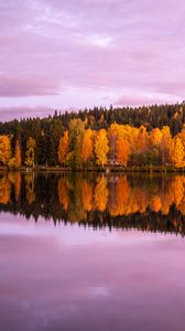 Превью обои лес, деревья, озеро, отражение, осень, пейзаж