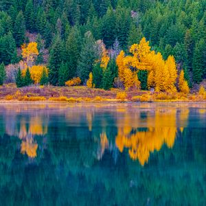 Превью обои лес, деревья, озеро, вода, отражение, пейзаж