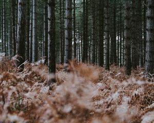 Превью обои лес, деревья, папоротник, сухой, природа