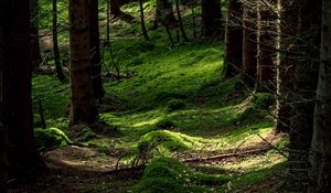 Превью обои лес, деревья, папоротник, мох, природа