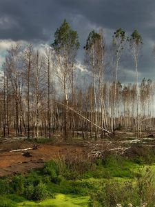 Превью обои лес, деревья, пасмурно, зелень