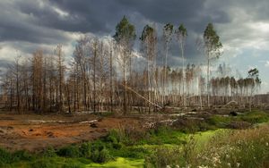 Превью обои лес, деревья, пасмурно, зелень