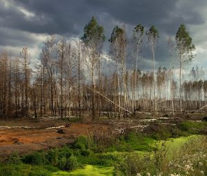 Превью обои лес, деревья, пасмурно, зелень