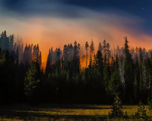 Превью обои лес, деревья, пейзаж, луг, природа