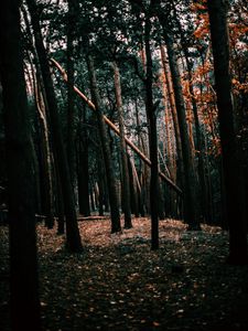 Превью обои лес, деревья, пейзаж, природа