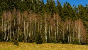 Превью обои лес, деревья, поляна, природа, весна