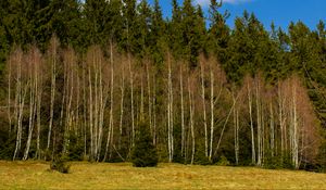 Превью обои лес, деревья, поляна, природа, весна