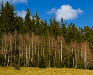 Превью обои лес, деревья, поляна, природа, весна