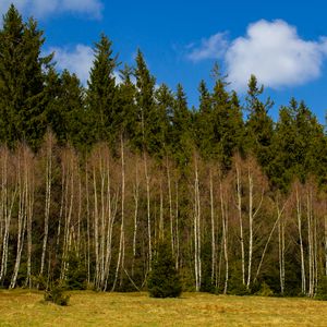 Превью обои лес, деревья, поляна, природа, весна