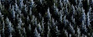 Превью обои лес, деревья, природа, ель
