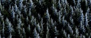 Превью обои лес, деревья, природа, ель