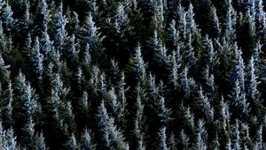 Превью обои лес, деревья, природа, ель