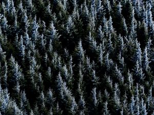 Превью обои лес, деревья, природа, ель