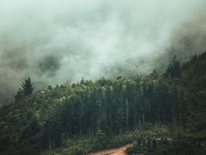 Превью обои лес, деревья, природа, туман