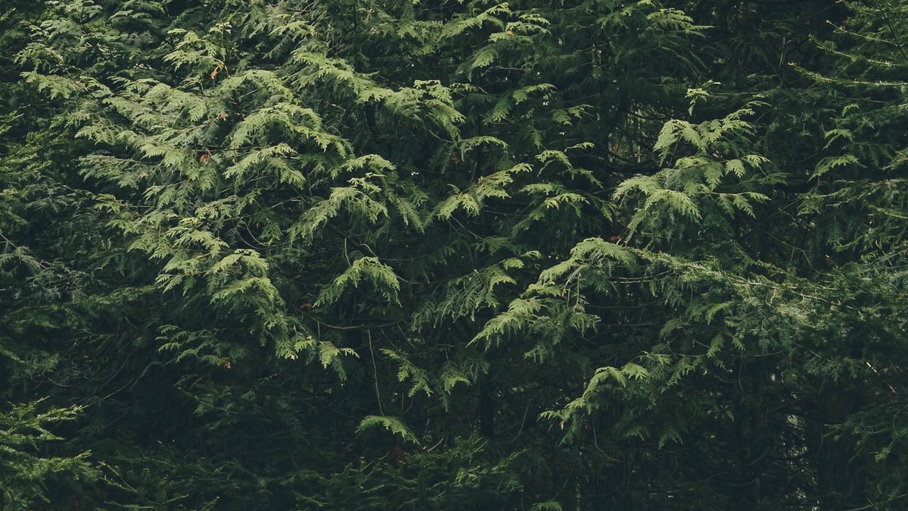 Обои лес, деревья, природа, зеленый