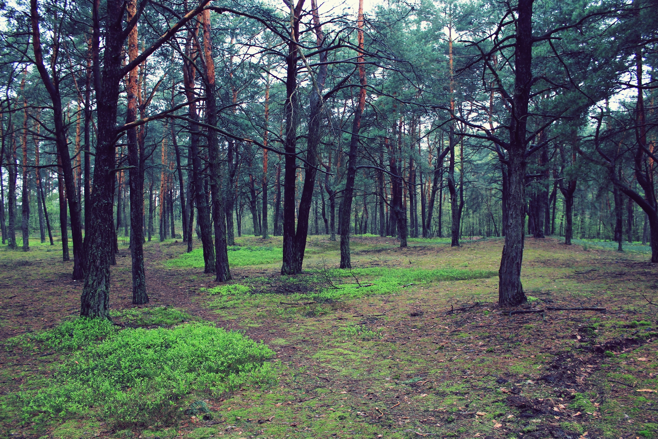 Плохая леса. Реальные леса. Лес реальный. Лес в плохом качестве. Лес без обработки.