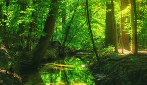 Превью обои лес, деревья, пруд, пейзаж, природа, свет, отражение
