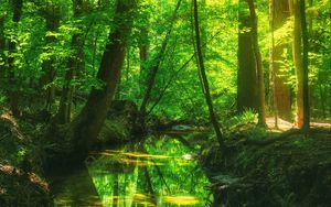 Превью обои лес, деревья, пруд, пейзаж, природа, свет, отражение