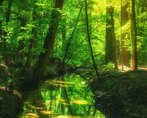 Превью обои лес, деревья, пруд, пейзаж, природа, свет, отражение