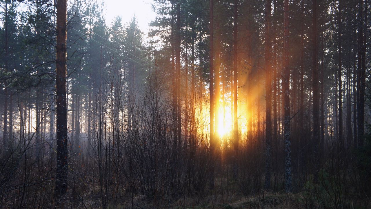 Обои лес, деревья, рассвет, осень