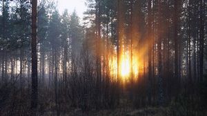 Превью обои лес, деревья, рассвет, осень